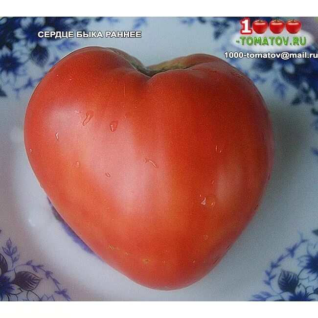 сорт томата сердце быка. сорт томата сердце быка. томат сердце быка биколор. сорт томатов на букву м. сорт томата сердце быка.