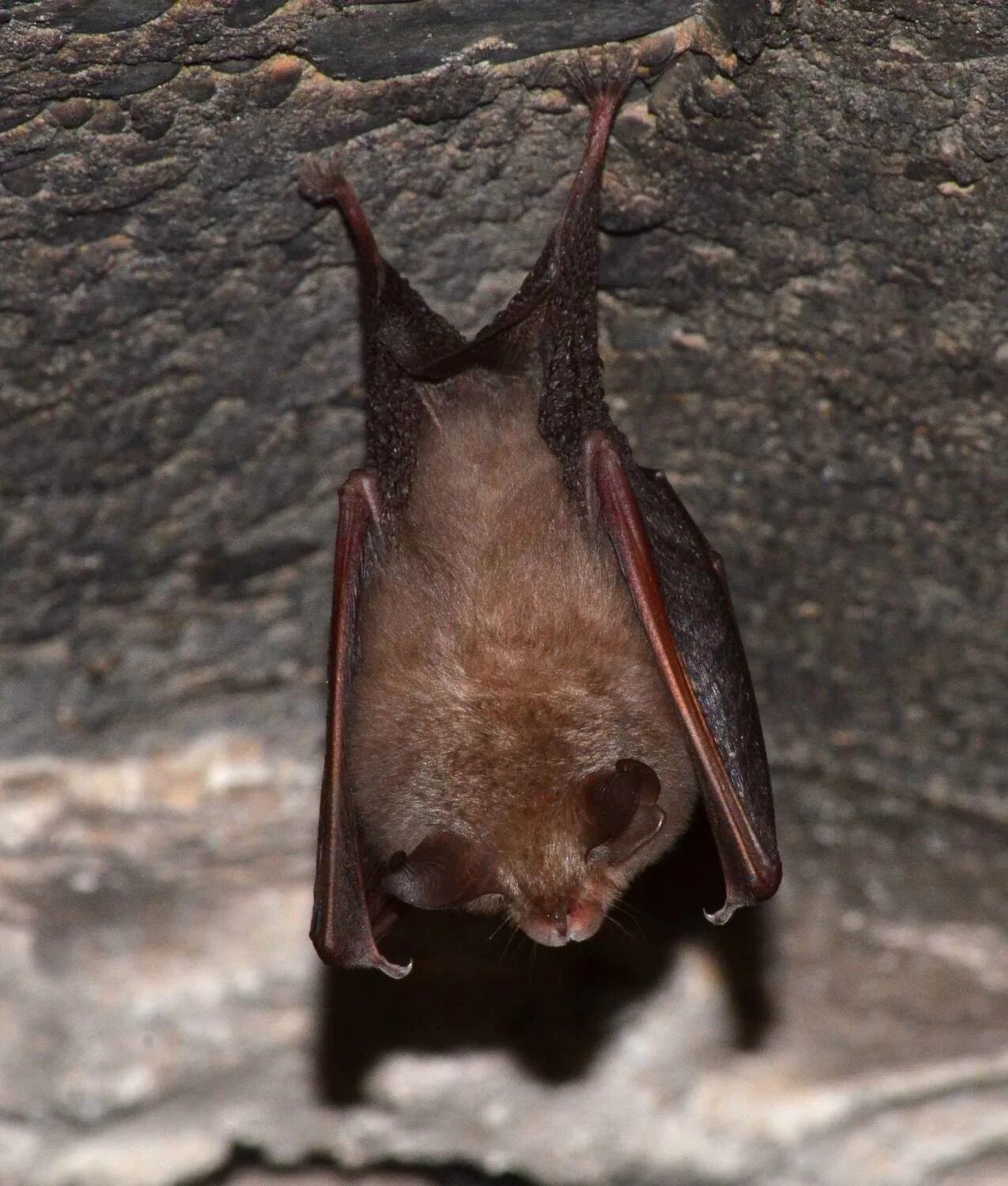 Подмосковные летучие мыши. Летучие мыши в штольнях. Летучие мыши в самаре. Листонос ватерхауса. Рукокрылые.