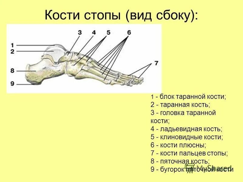 Рассмотрите задние конечности птиц большинство костей стопы. Кости таранной кости анатомия. Таранная кость стопы анатомия. Кость на стопе сбоку с внутренней стороны. Кости стопы вид сбоку анатомия.