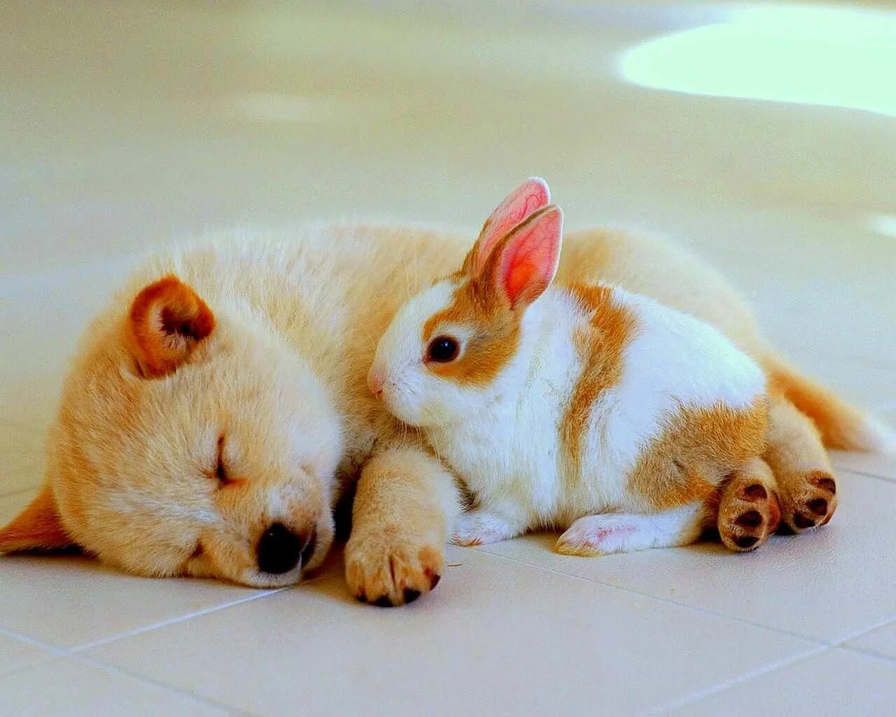 Мило. Милые домашние животные. Милые зверюшки.. Классные милые животные. Милота животные.