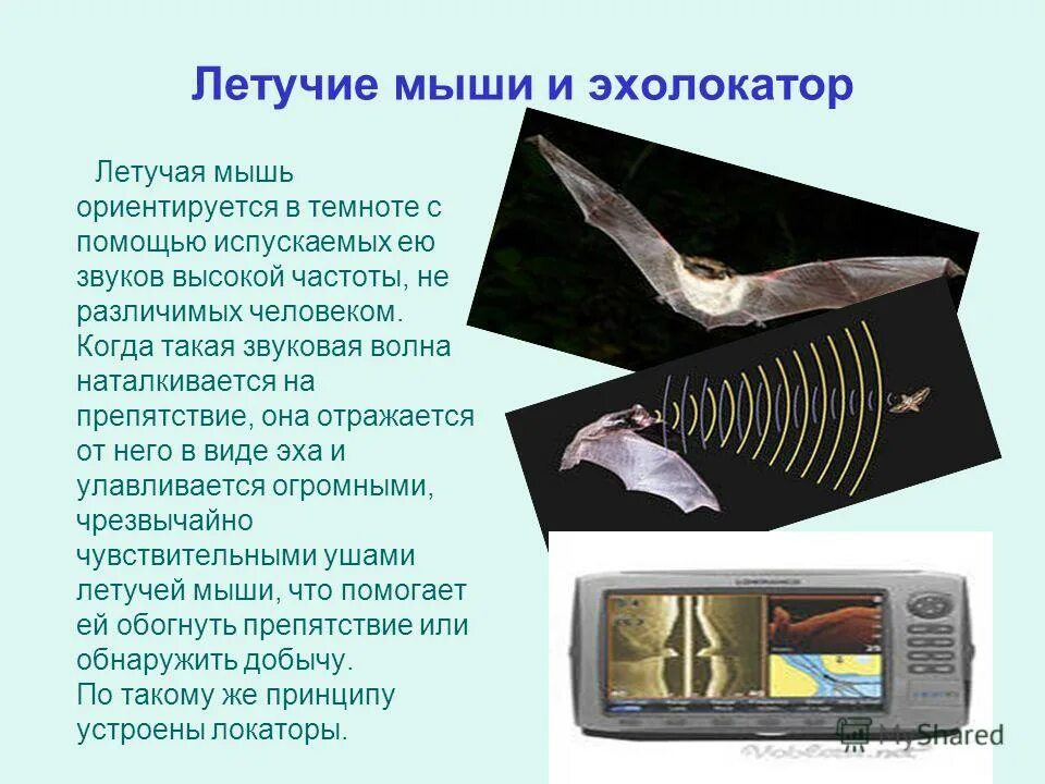 Летучая мышь видит в темноте. Ультразвук и и нфрозвук в природе. Ультразвук дельфинов и летучих мышей. Летучие мыши и дельфины. Дельфины летучие мыши для обнаружения добычи используют.