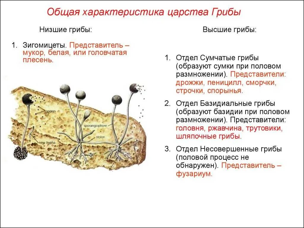 Низшие грибы строение. Зигомицеты это низшие грибы. характеристика грибов зигомикота. низшие грибы мукор. низшие плесневые грибы характеристика.