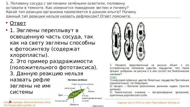 Экспериментатор поместил эвглену зеленую