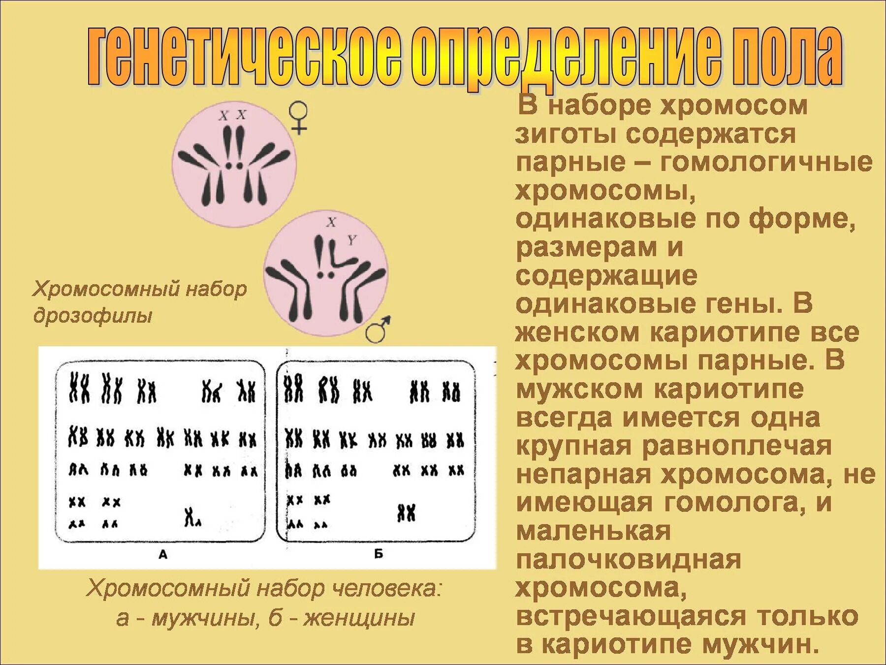 Какое количество хромосом в зиготе человека. Зигота набор хромосом. Кариотип набор хромосом. Набор хромосом у человека. Хромосомный набор человека.