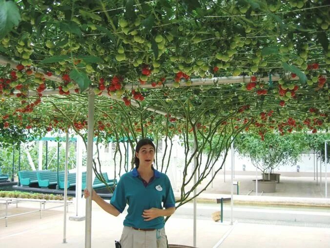 Tree tomatoes