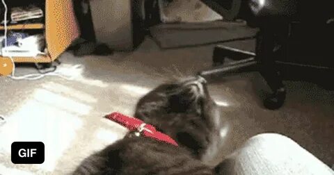 Кот дремот анимация