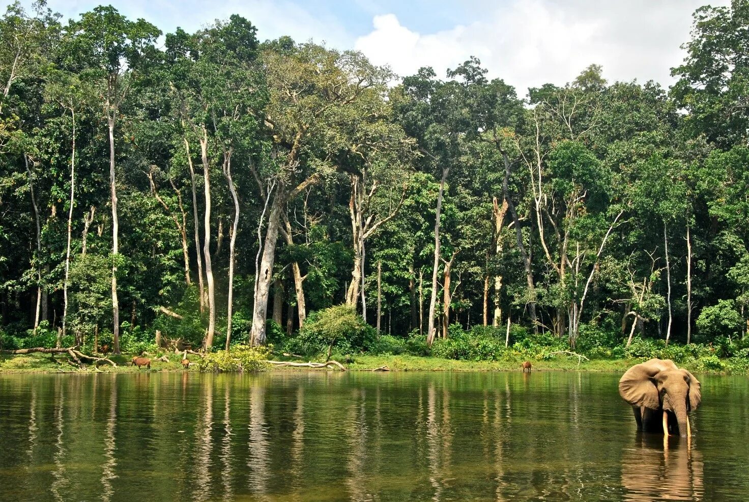 Amazon borneo congo. Демократическая Республика Конго леса. Национальный парк Африки Дзанга Ндоки. Конго Африка. Дождевой лес Конго.