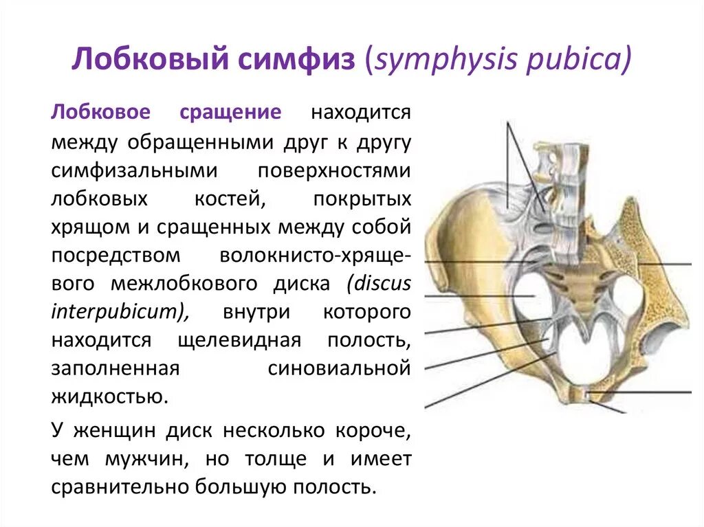 Края симфиза