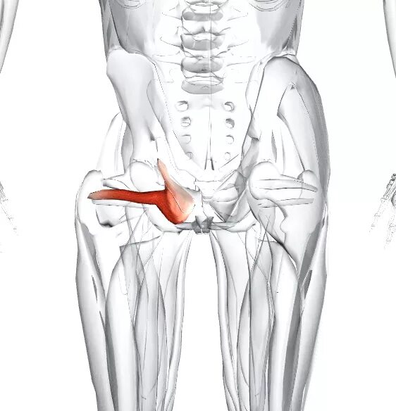 Внутренняя запирательная мышца. Запирательная мышца бедра анатомия. Внутренняя запирательная мышца таза анатомия. Внутренняя запирательная мышца ягодицы. Боли в правой области паха