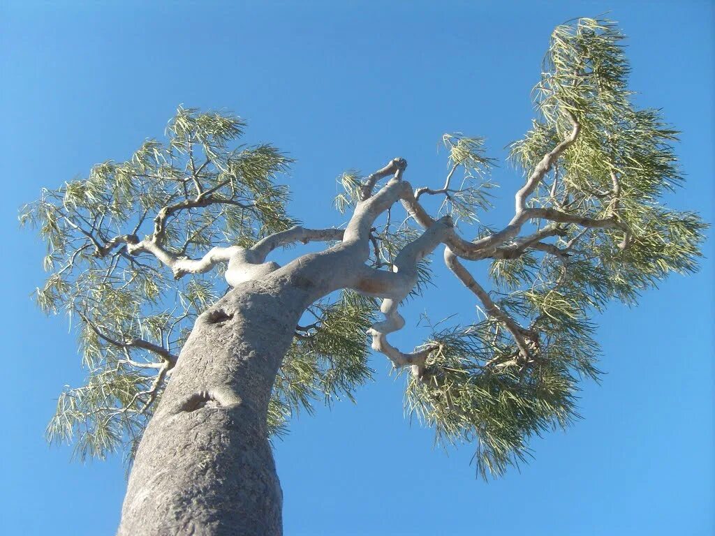 Пало Санто дерево. Bursera graveolens дерево. Паоло Санто дерево. Palo Santo дерево.