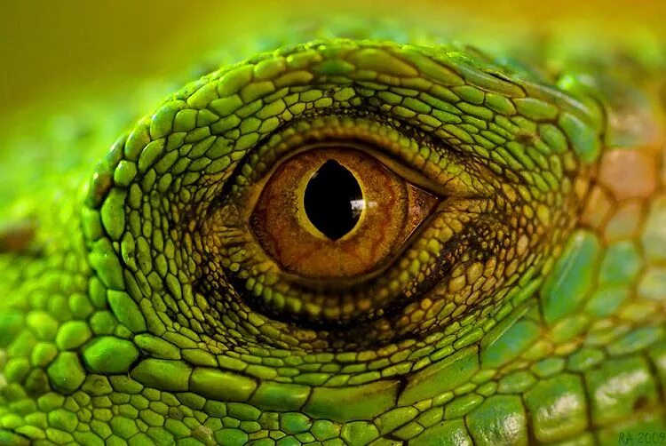 Игуана глаза. Глаз ящерицы. Глаз рептилии. Зрачок рептилии. Глаза пресмыкающихся.