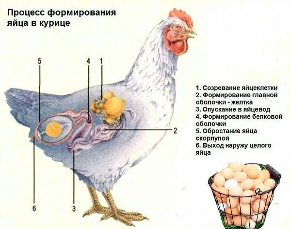 Как оплодотворяют яйца куры. Курица с яйцами. Процесс формирования яйца в курице.