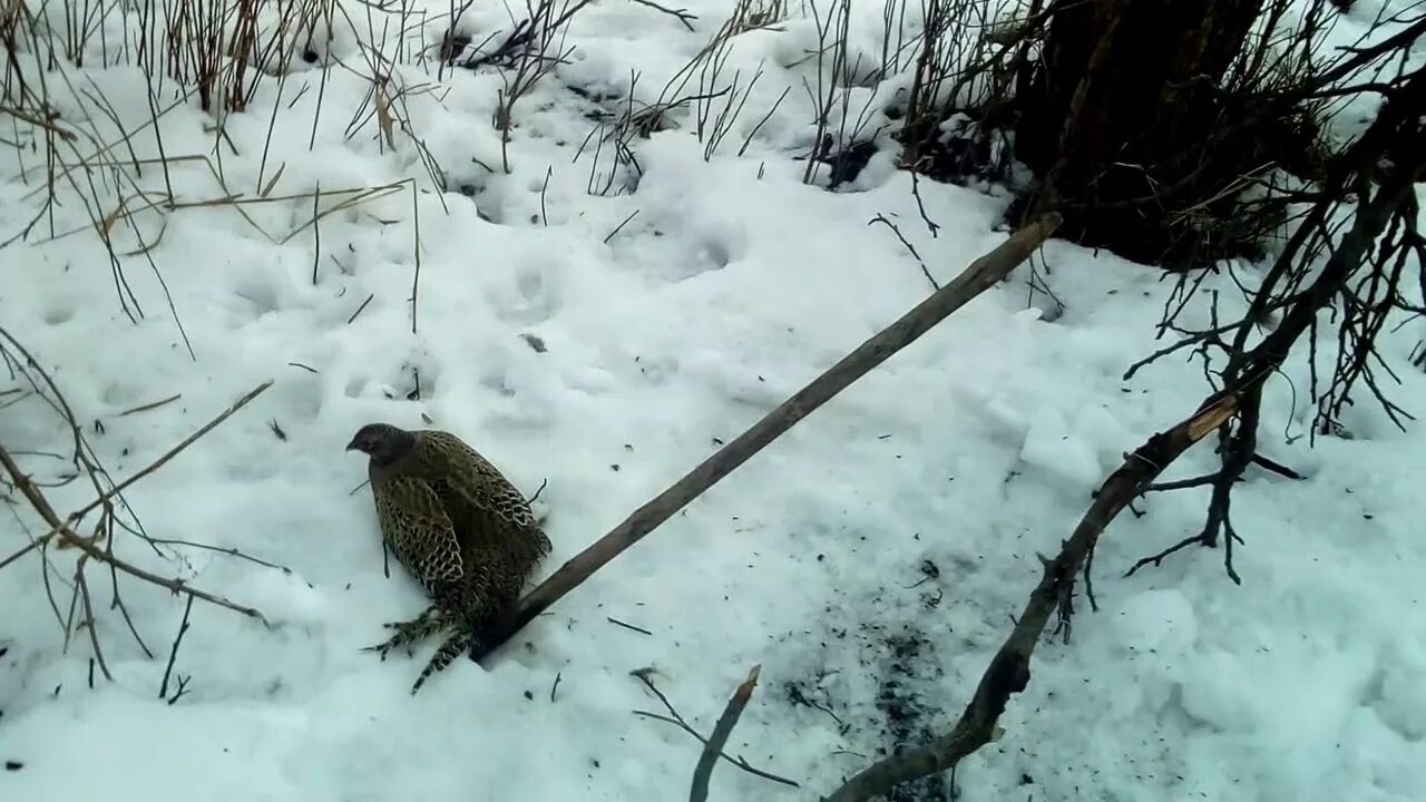 Ловушка для куропаток. ЛОВУШКА для фазана пирамида. ЛОВУШКА ЛОВУШКА для фазанов. Капкан на фазана. Живоловушка на фазана.