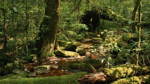 Na floresta