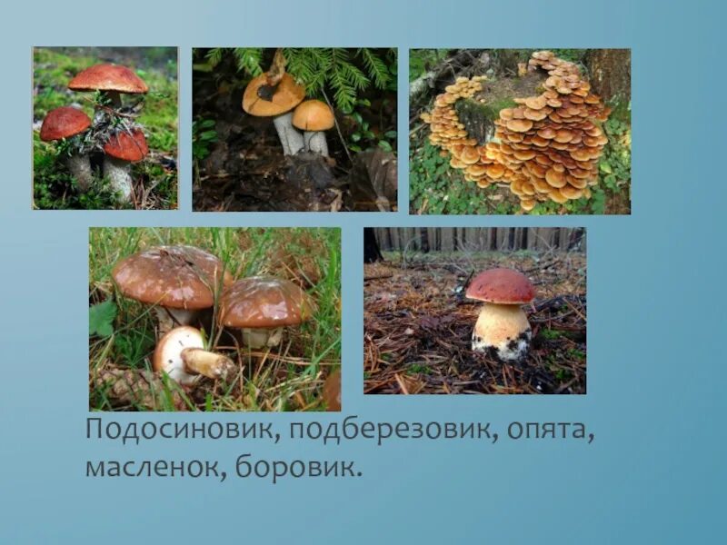 Боровик масленок. Подберезовики подосиновик боровик масленок. подосиновики подберезовики маслята. боровик и подосиновик отличия. опята маслята и подберезовики.