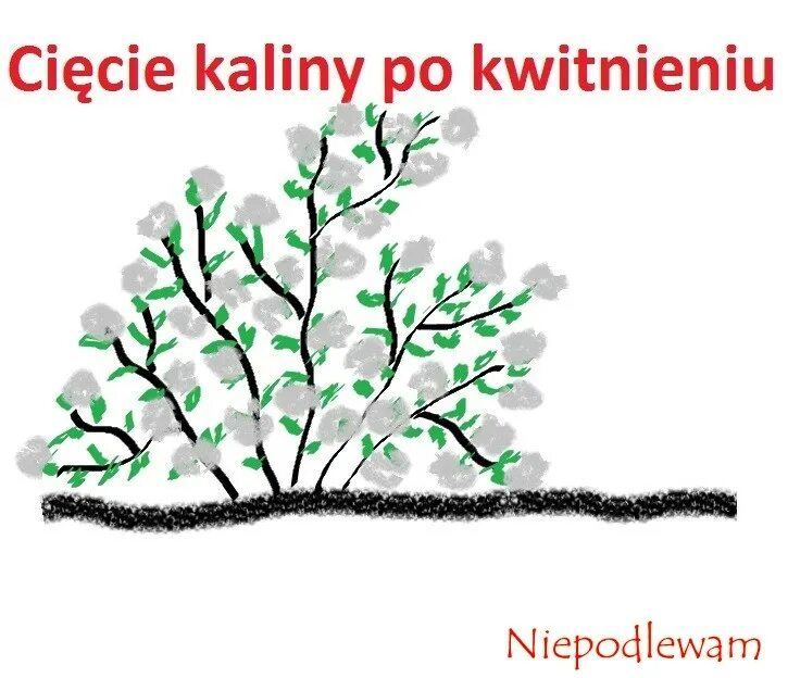 Обрезка куста калины. Формировка калины бульденеж. калина бульденеж схема посадки. схема обрезки калины бульденеж весной. декоративная обрезка калины.