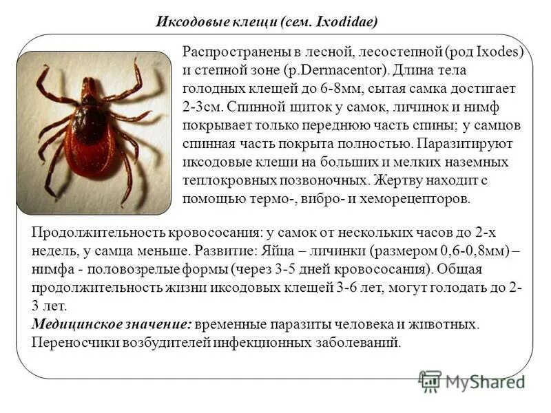 Семейство иксодовые клещи. Иксодовый клещ является переносчиком. Характеристика иксодовых клещей. Иксодовые клещи характеристика.