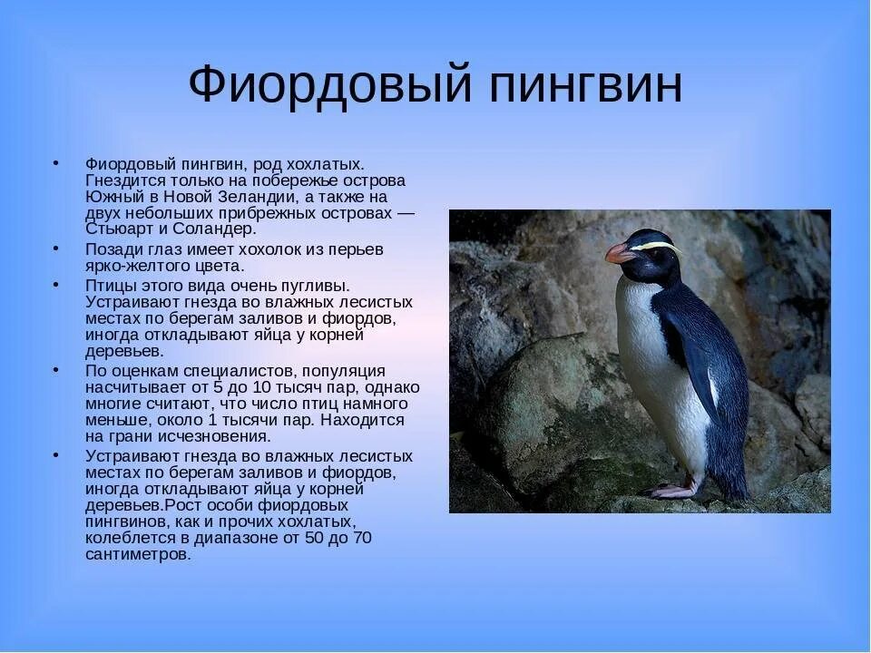 Появление птенцов в колонии пингвинов признак. Виды пингвинов. Описание пингвина. Отряд птиц пингвины. Пингвины птицы представители.