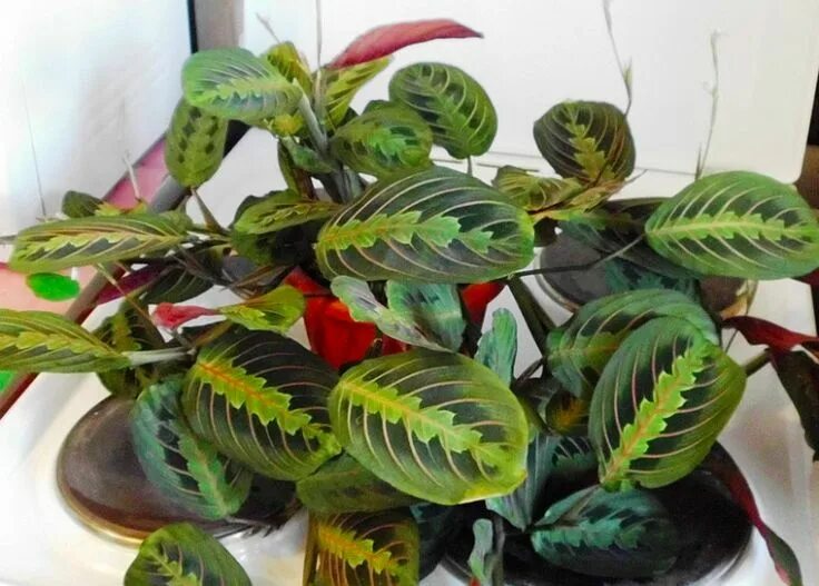 Маранта Фасцинатор (Maranta Fascinator) - Питомник Летний сад