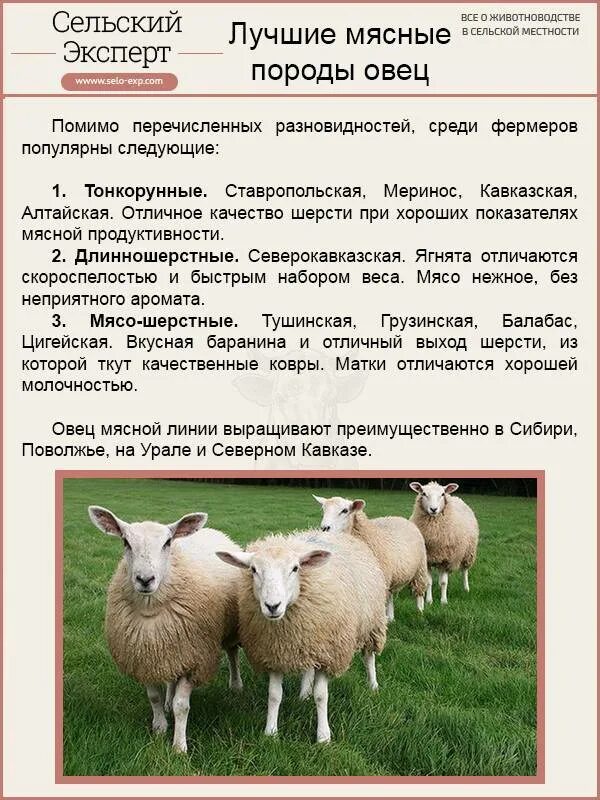 Мясо шерстно молочные породы овец. Породы овец молочного направления продуктивности. Мясная продуктивность породы овец. Овцеводство породы овец. Сколько вес барана