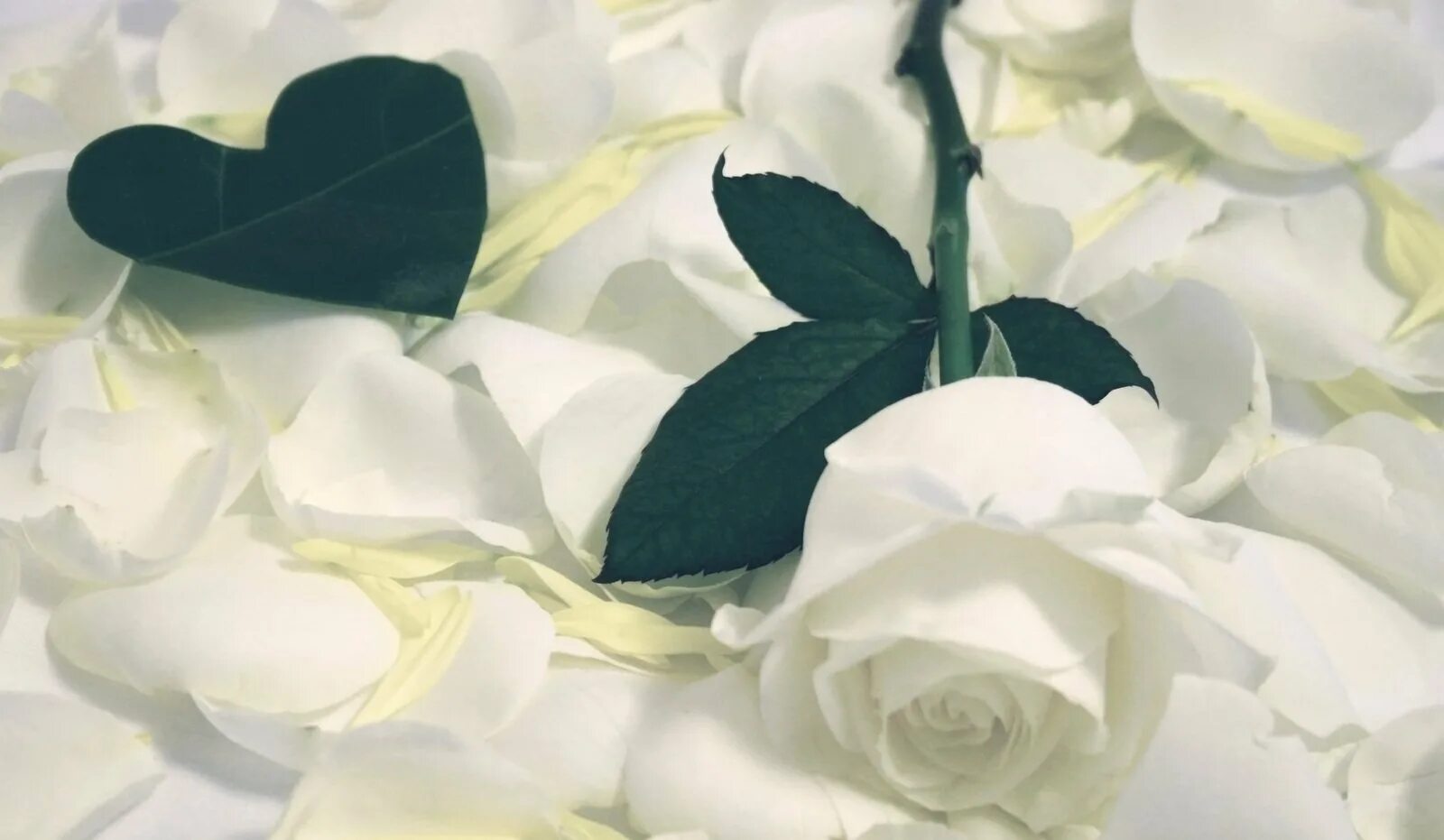 Лепестками белых роз. Лепестками белых роз наше. Лепестками белых роз я наше ложе застелю. Розы белые лепестки любимой. Лепестками белых роз наше ложе застелю картинки.