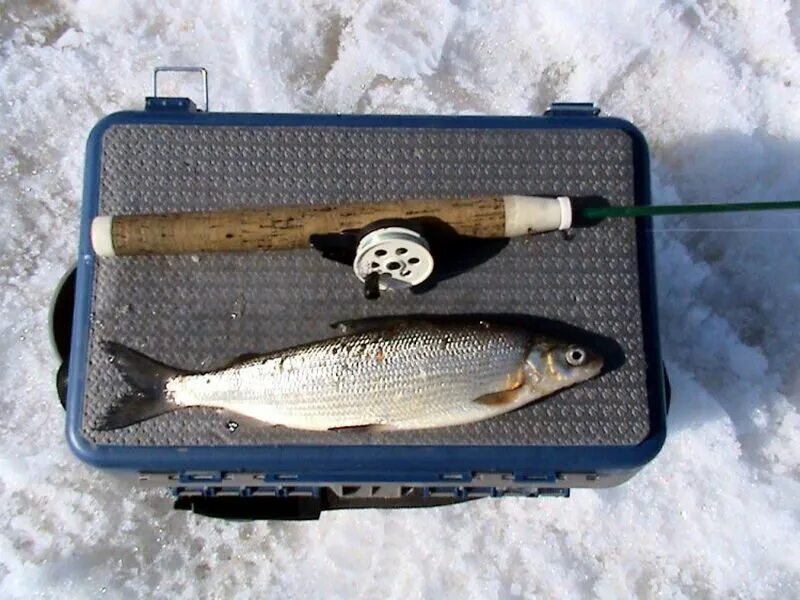 На что ловить сига осенью 2022 KOLA FISH рыбалка на Кольском п-ве ВКонтакте