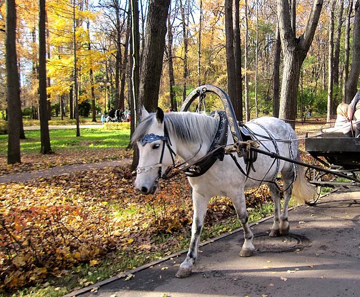 Лошадка в парке