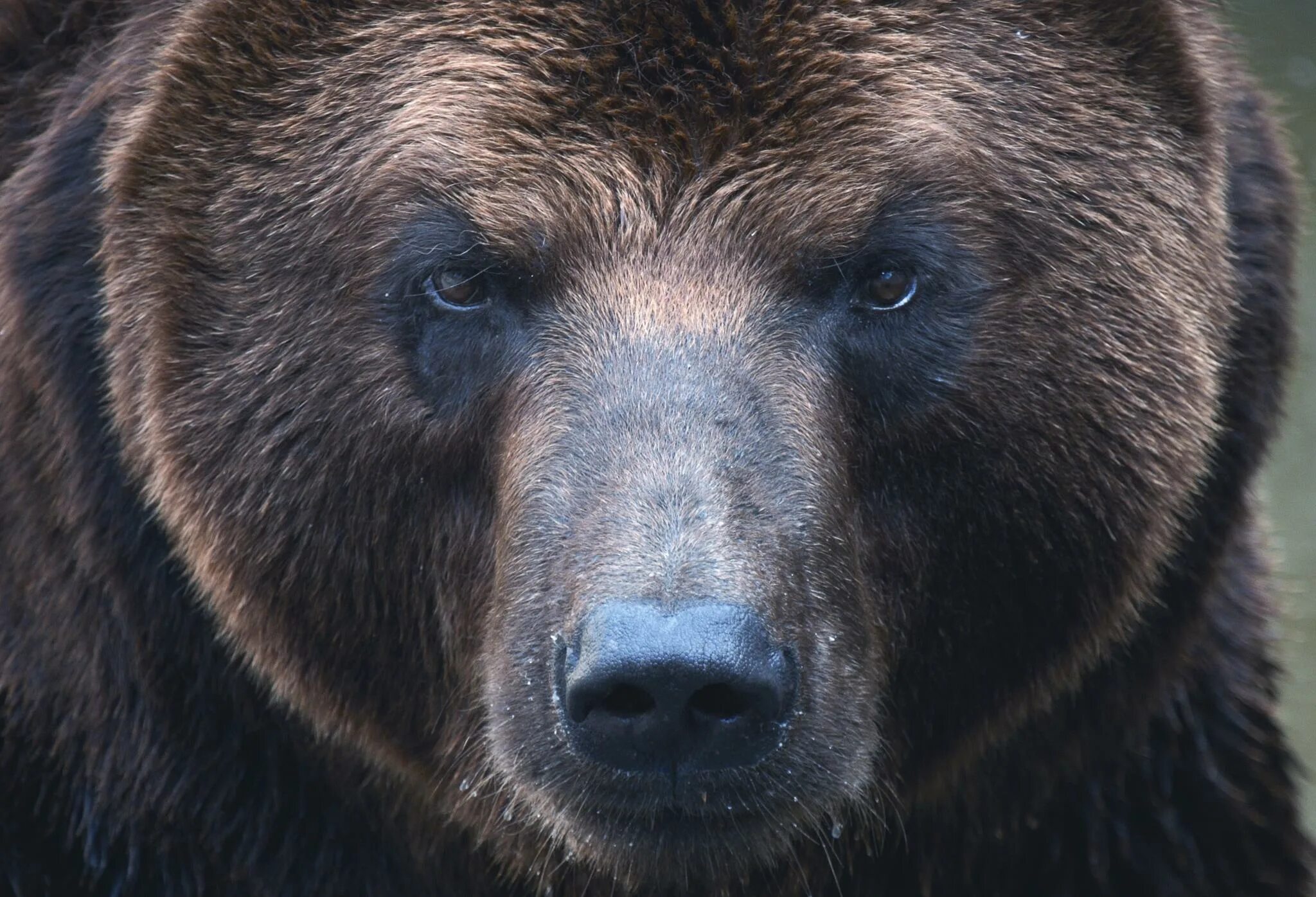 Медведь гризли россия. Медведь гризли злой. Грозный медведь гризли. Суровый медведь. Суровый медведь.