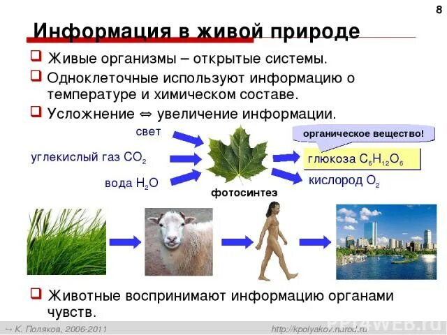 Живые организмы открытые системы. Организм открытая Живая система. Живые организмы как открытые системы. Доказывать, что живые организмы- открытые системы. Живые организмы в открытом