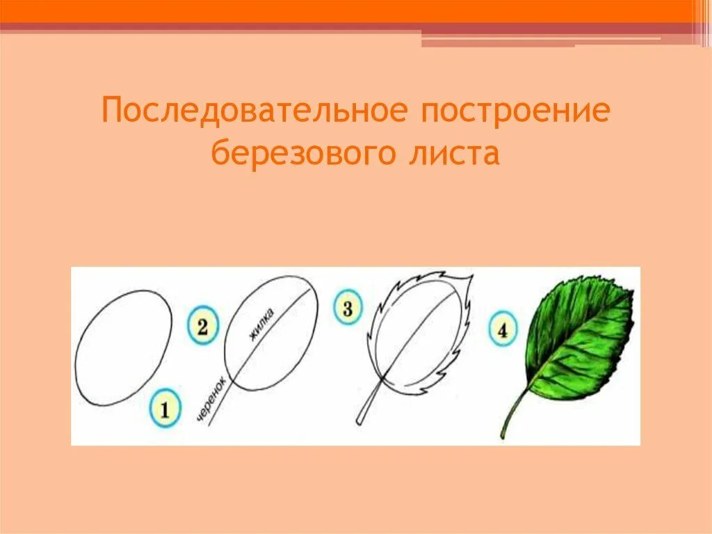 Нарисовать лист поэтапно. Нарисовать лист поэтапно