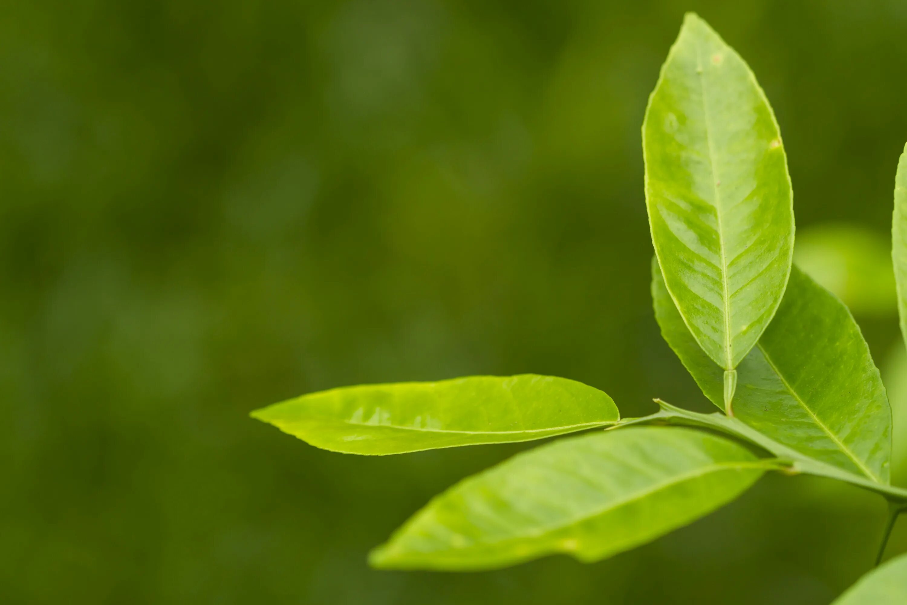 Natural leaves. Чайный лист Камелия Синенсис. Листья лимона. Листья лимонного дерева. Зеленый чай листья.