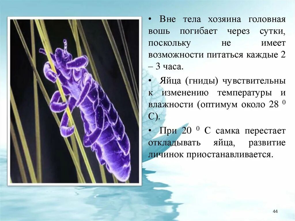 Вне орган. Вне тела хозяина головная вошь погибает. головная вошь медицинское значение. вне тела хозяина головная вошь погибает за 2 3. головная вошь окончательный и промежуточный хозяин кто.