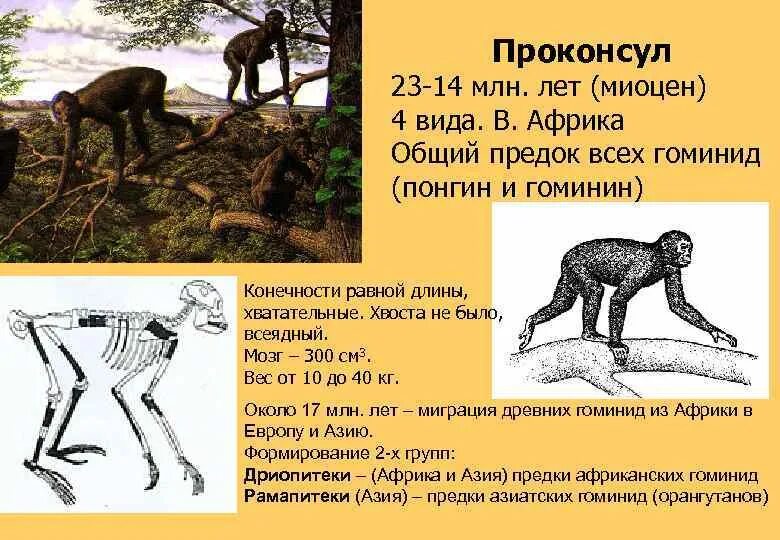 Проконсул. Проконсул. Проконсул африканский кениапитек. Проконсул. Проконсул антропогенез.