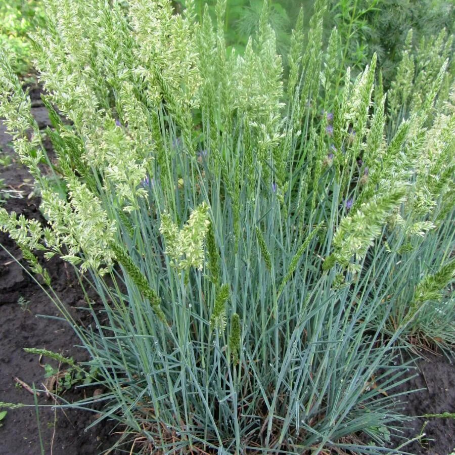 Келерия сизая (тонконог сизый)