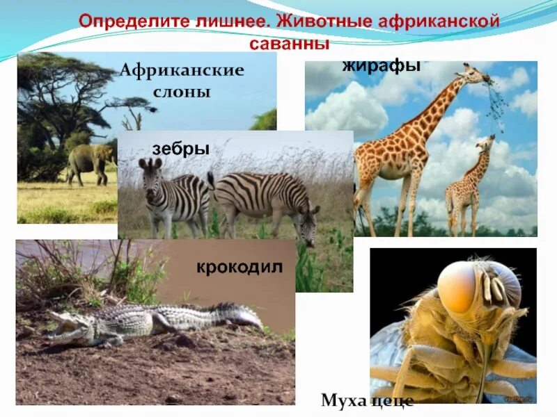 Обобщающий урок по теме африка