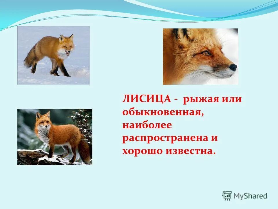 Рыжая лисица наиболее распространена диктант. Рыжая лисица наиболее распространена диктант. Антибиотические отношения хищничество. Рыжая лисица наиболее распространена диктант. Животное из красной книги липецкой области.