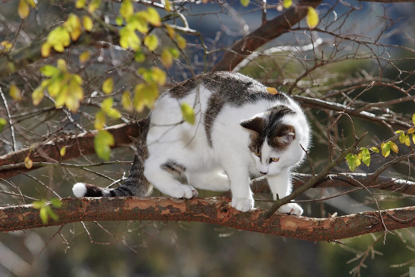 Кот живущий на дереве. Кошки на дереве. кот на ветке. кошка сидит на ветке дерева. кот на ветке дерева.