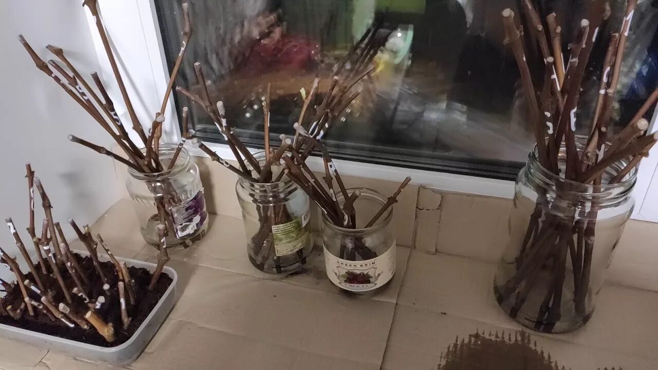 Укоренение черенков винограда в воде. Проращивание черенков винограда. Черенки винограда проращивание в воде. Проращивание черенков винограда. Проращивание черенков винограда в воде.
