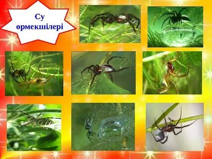 Ересектерге арналған XXX бейне