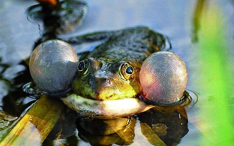 А по утру лягушки квакали. Лягушки квакают в пруду. Лягушка квакает. Жаба квакает. Квак и жаб.