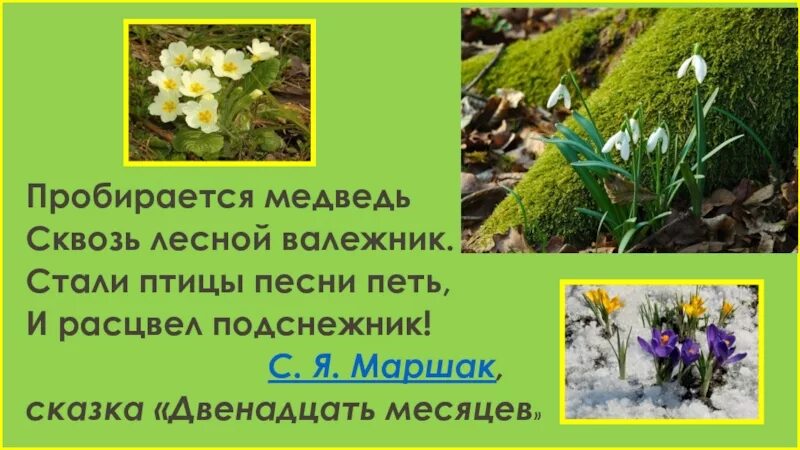 Пробирается медведь сквозь Лесной. Пробирается медведь сквозь Лесной валежник стали. Маршак пробирается медведь сквозь Лесной валежник. Пробирается медведь сквозь Лесной валежник стали птицы песни петь.