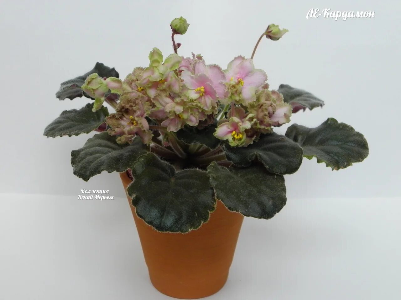 Ле кардамон. Фиалка ав кардамон. Ле кардамон фиалка фото. Ле - кардамон (лебецкая). Фиалка ав кардамон.