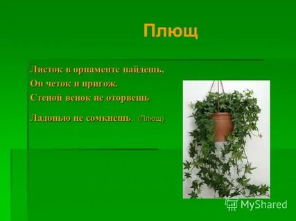 Откуда к нам попали плющ