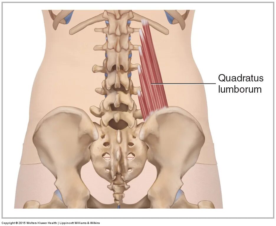 M Quadratus Lumborum. Квадратная мышца поясницы m. Quadratus Lumborum. Quadratus Lumborum muscle. Крепление квадратной мышцы поясницы. Поясница где