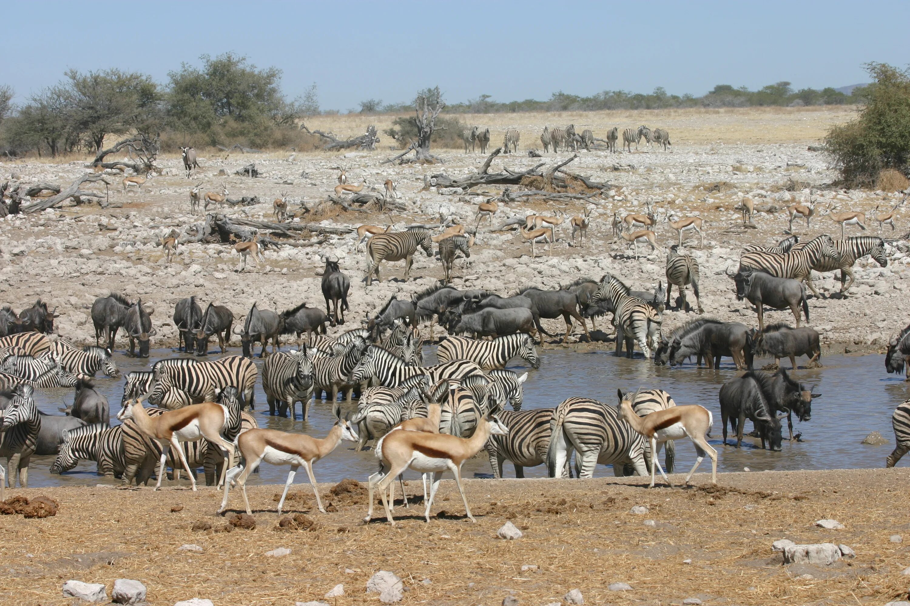 Национальный парк Этоша. Этоша Намибия. Национальный парк Этоша в Африке. Горная Зебра Хартмана заповедник Этоша. Дикие какое число