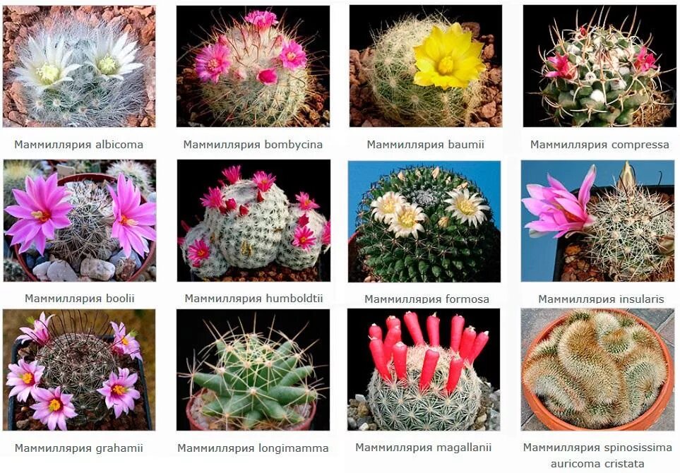 Disocactus phyllanthoides (German Empress) - World of Succulents Orchid cactus, 