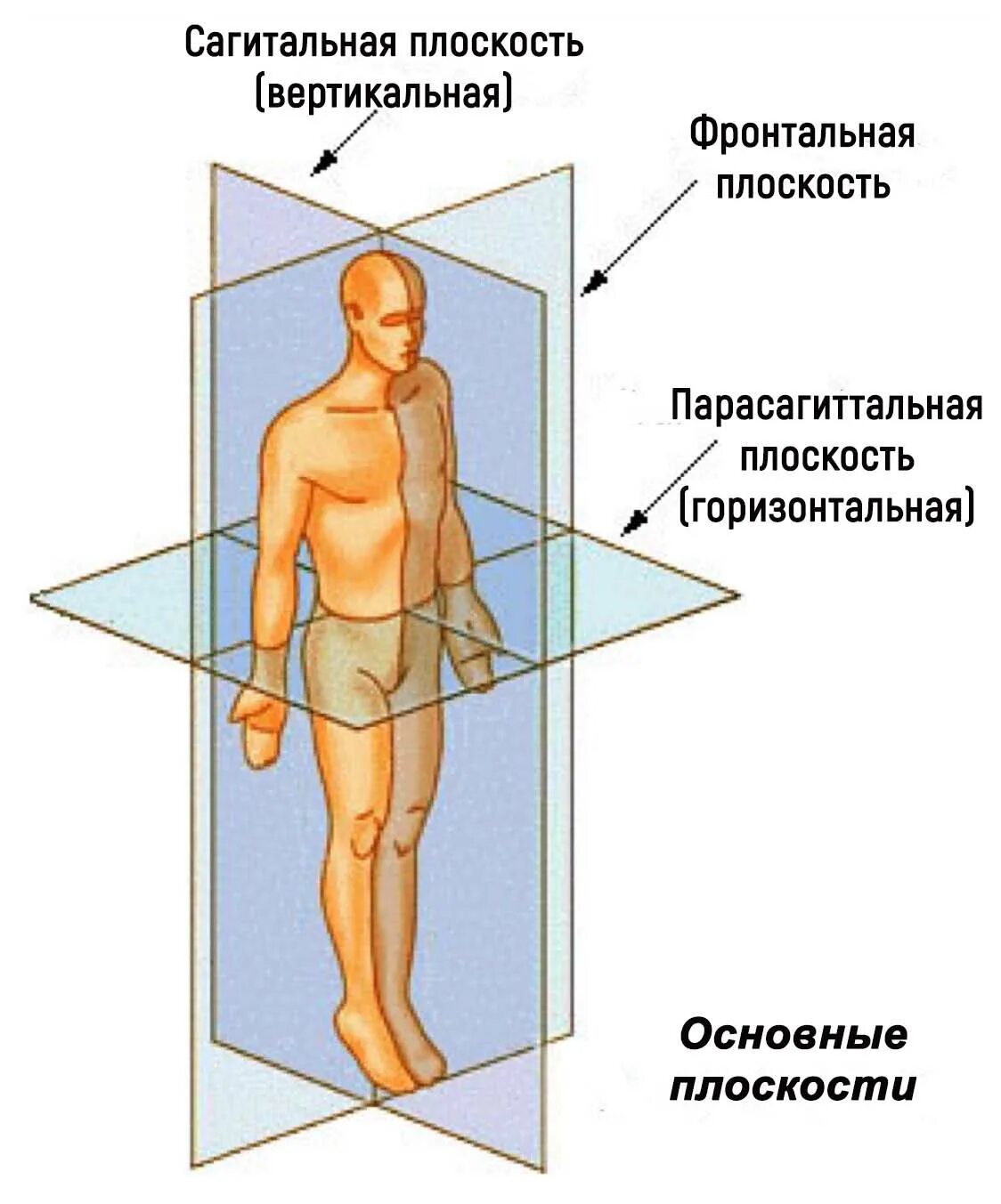 Вертикальную или фронтальную загрузку. Оси тела человека. Оси тела человека в анатомии. Оси и плоскости в анатомии. Фронтальная и сагиттальная плоскость.