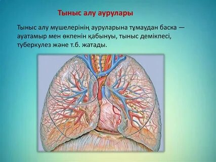 Тыныс алу анатомиясы