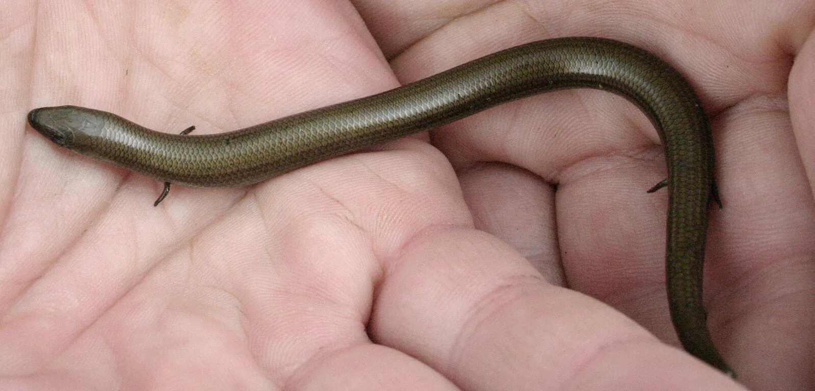 Pilbara flame-tailed slider. (Australian reptile) * /r/pics Reptiles, Weird anim