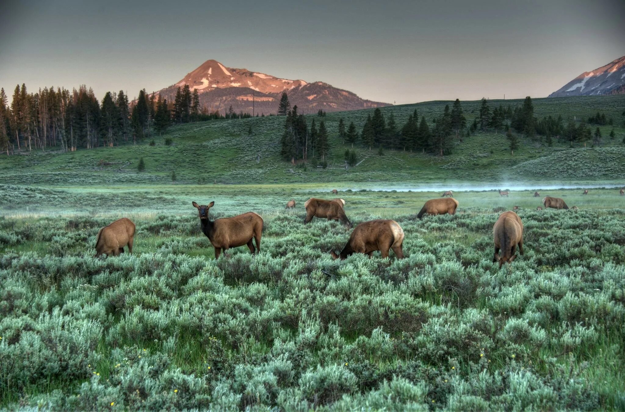 Заповедники всех стран. Национальный парк Yellowstone США. Заповедник Йеллоустонский национальный парк. Йеллоустоун национальный парк природа.